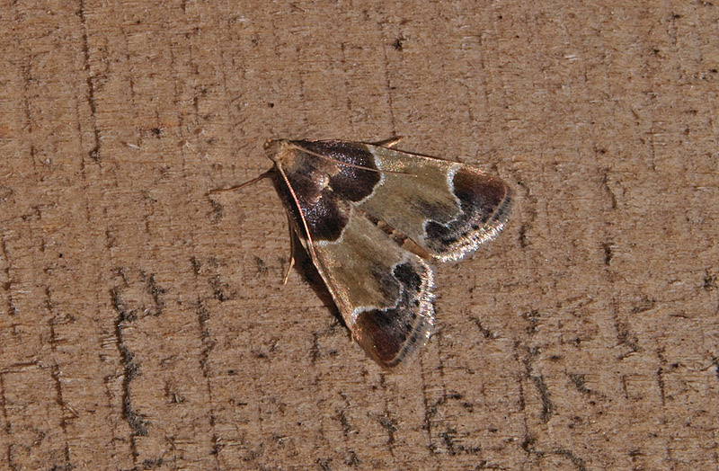 Pyralis farinalis Pyralidae
